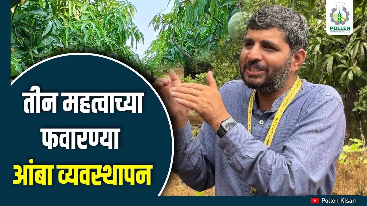 आंबा व्यवस्थापन : येणाऱ्या तीन महिन्यात काय करावे ? | Pollen kisan