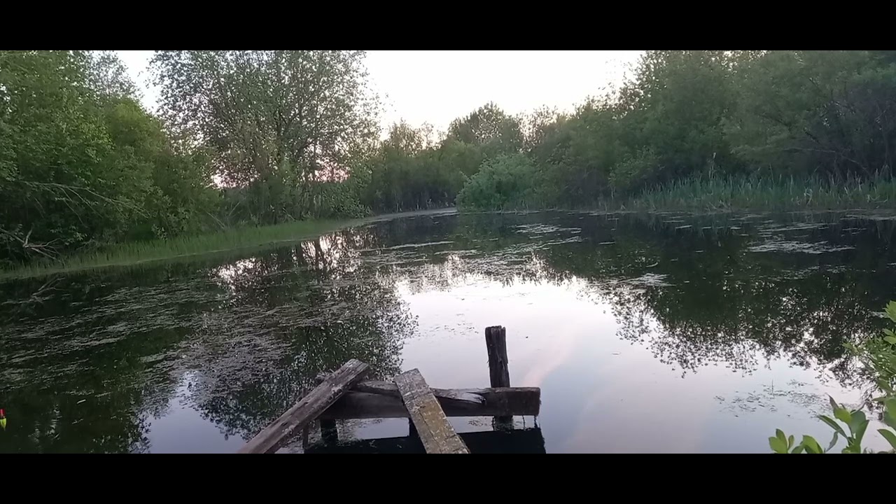 26.05.24г.Рыбу наловил,комаров накормил,соловья послушал,перед котами отчитался.День удался!