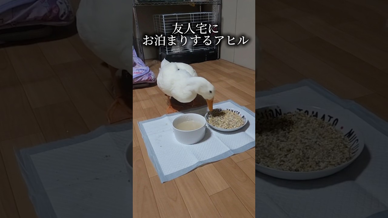 友人宅にお泊まりするアヒル　アヒルは可愛い、世界を救う　#アヒル #あひる #猫 #コールダック #duck #動物 #ペット #鳥 #癒し #旅行 #アヒル狂 #信者 #かわいい #布教活動