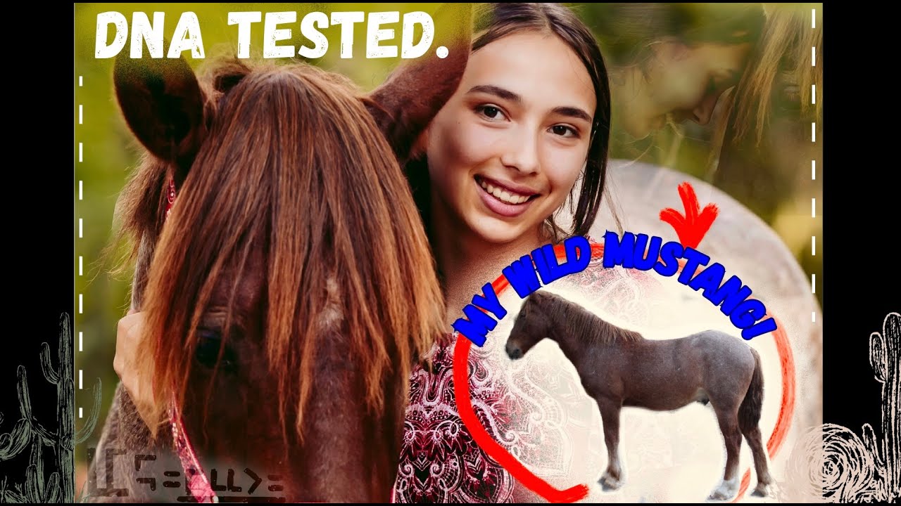 D N A tested  my MUSTANG!! #mustang #horse #wildhorsetraining #equestrian #BLMmustangs #wildhorse