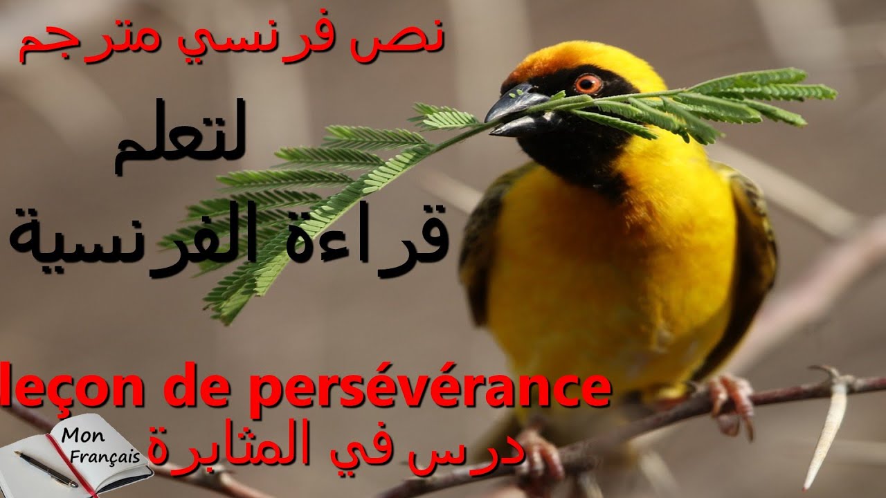 leçon de persévérance(تعلم الفرنسية من خلال نص فرنسي مترجم: (درس المثابرة 7القصة