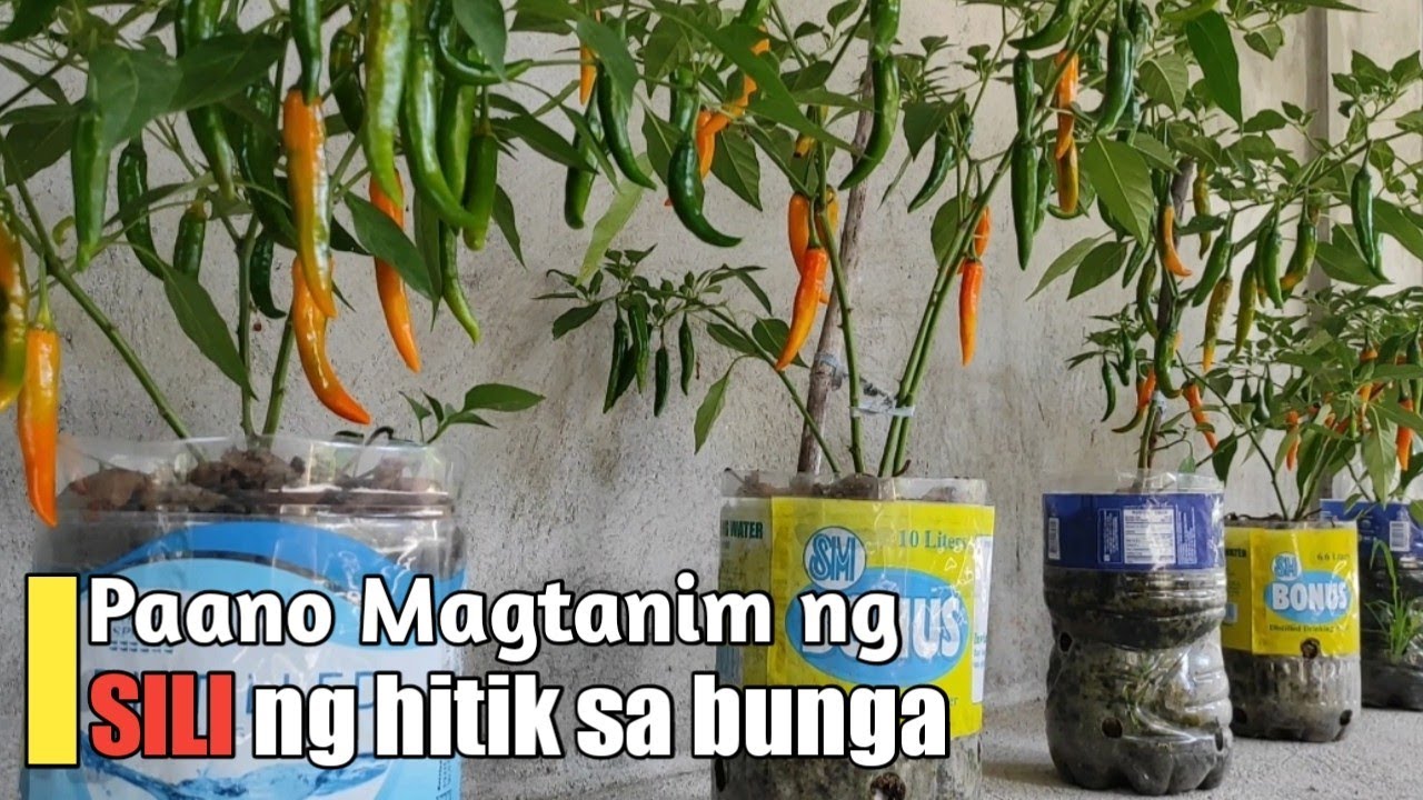 Paano Magtanim ng Sili para ito'y Maging Hitik sa Bunga