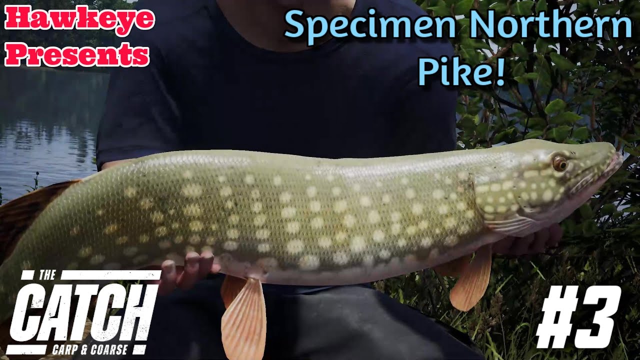 THE CATCH: Carp and Coarse - Specimen Northern Pike!
