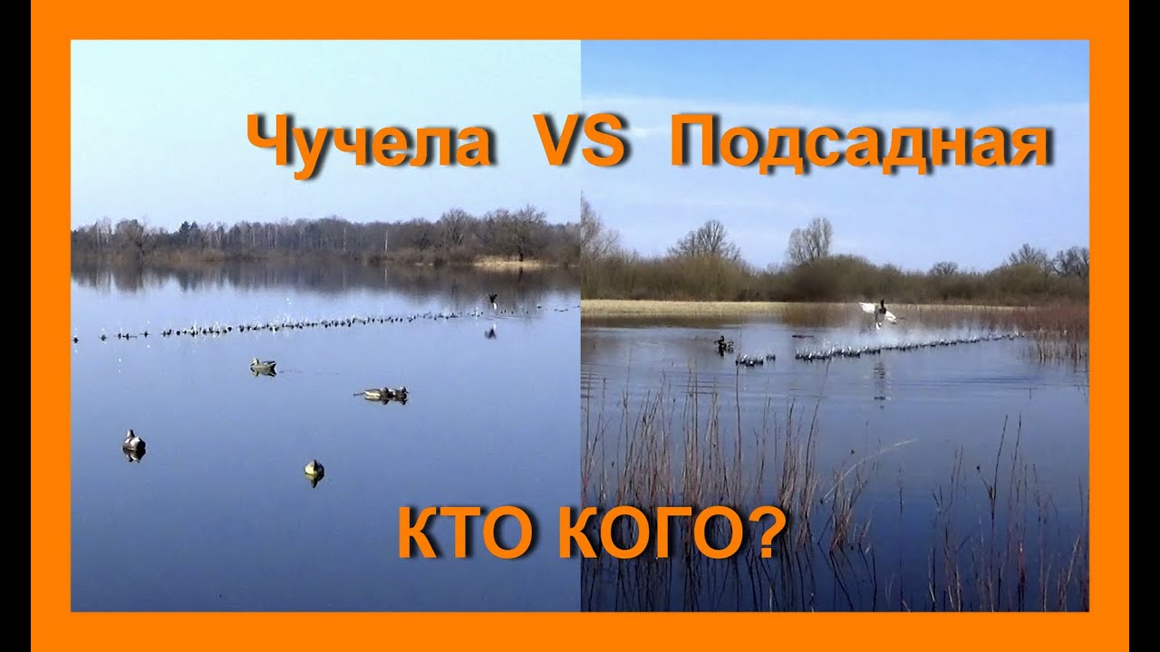 Весенняя охота на озере Олексино Мозырского района
