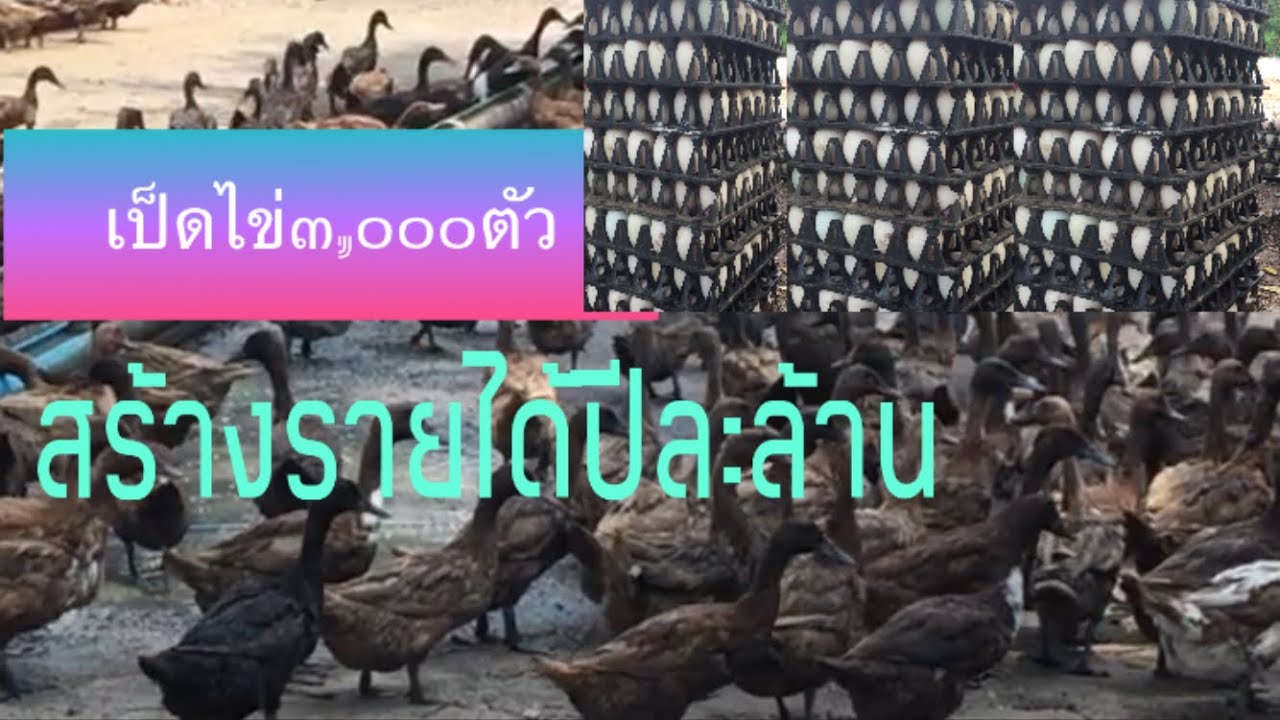 เลี้ยงเป็ดไข่ 3,000 ตัวสร้างรายได้ปีละ 2 ล้าน