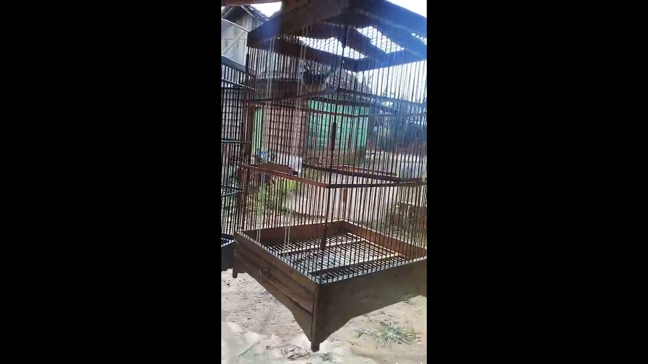 suara burung ciblek tebu ngebren...