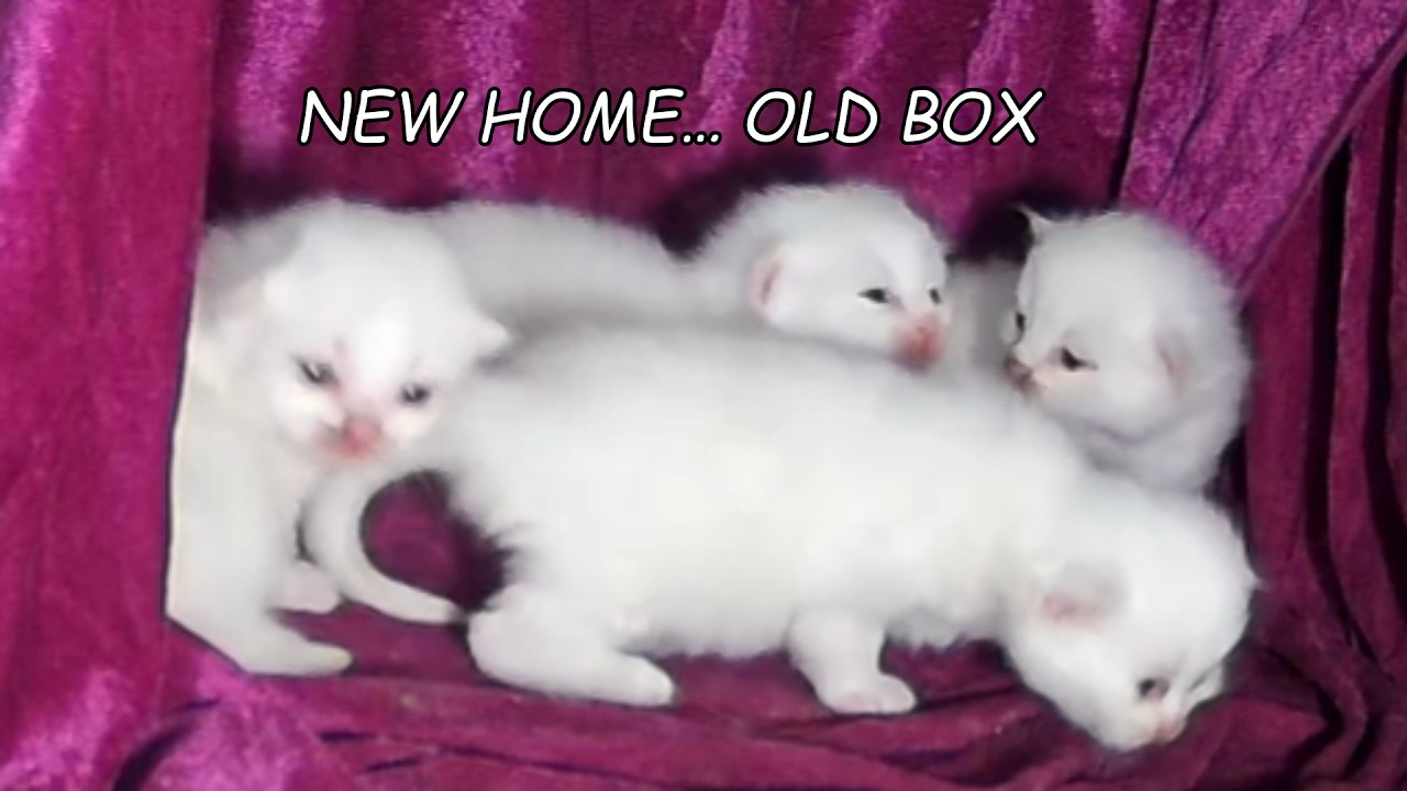 Day 14: We Got Them a New Home… But Mama Chose the Old Box 💛
