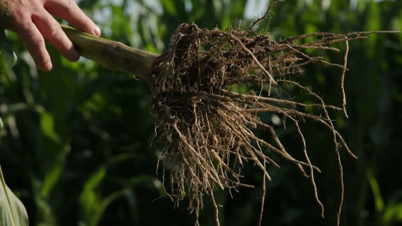 Breaking Down Biologicals: Biologicals 101