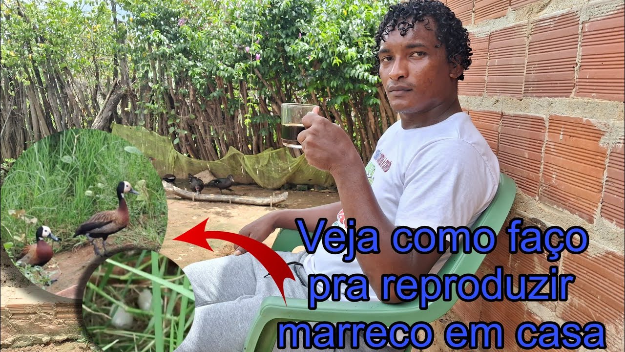 como reproduzir marreco em casa (assista até o final)