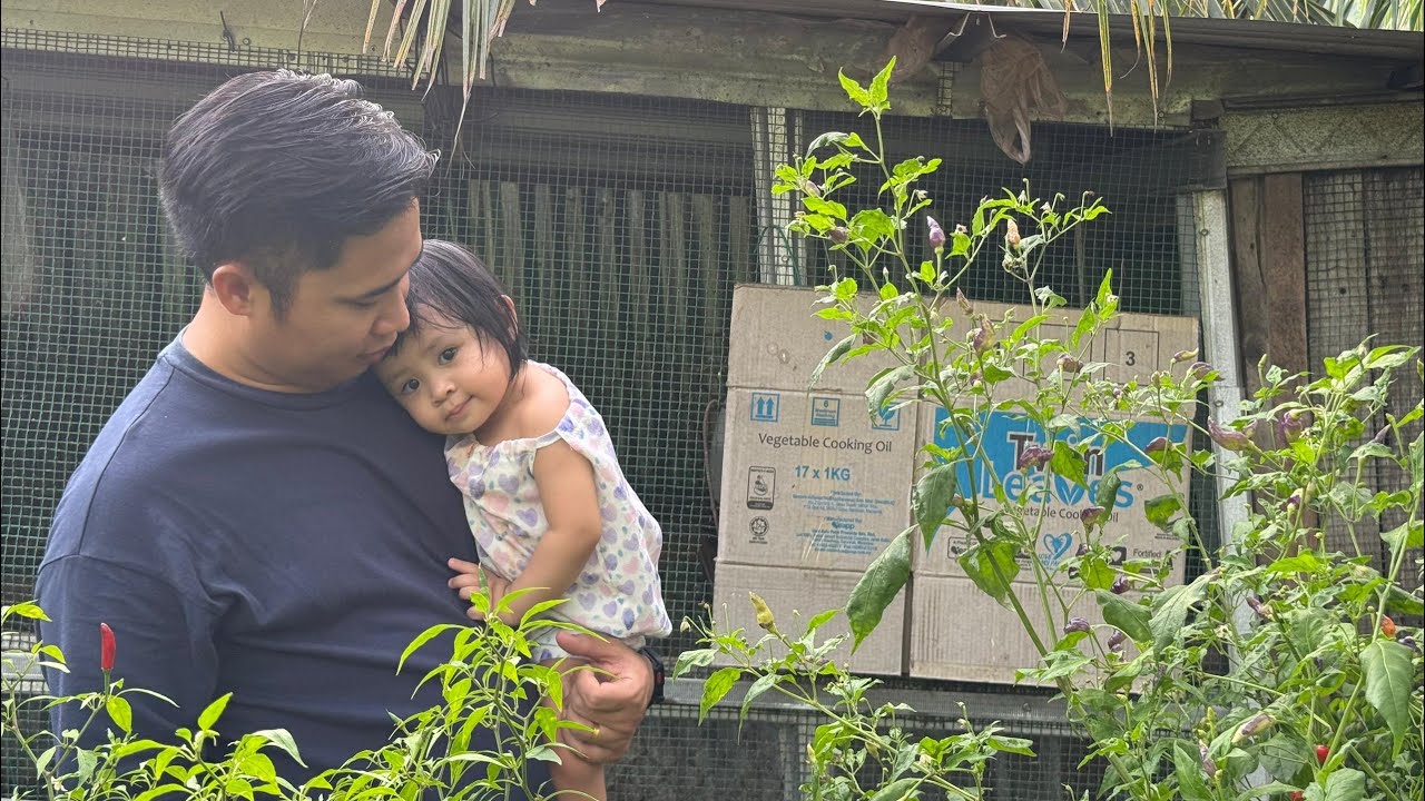 PERGI KEBUN DI RUMAH PANJANG PLUNGA ATAS  | KAMPUNG VIBES