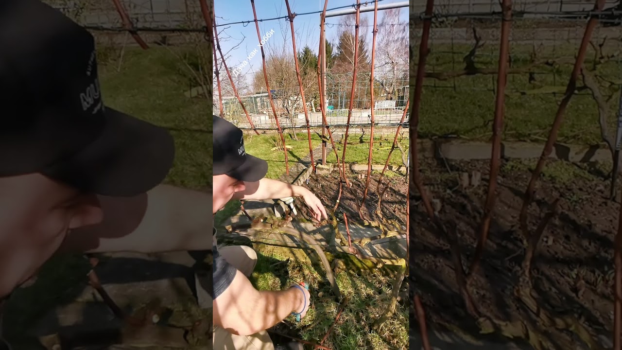 Про виноград. Сезон 2026. Часть 3.