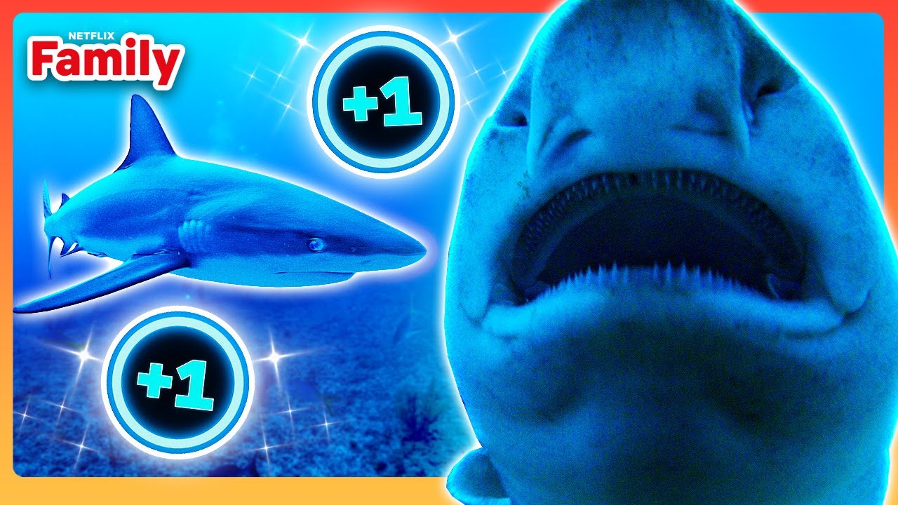 EVERY Shark Spotted in All The Sharks 🦈 Netflix Family