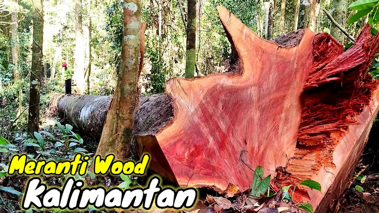 Menebang pohon Besar ‼️Meranti merah Satu Abad lebih dari pedalaman hutan rimba kalimantan...