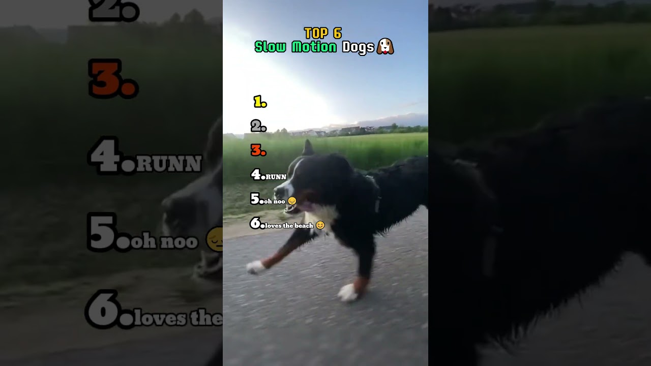 TOP 6 Slow Motion Dogs! ⏳🐶