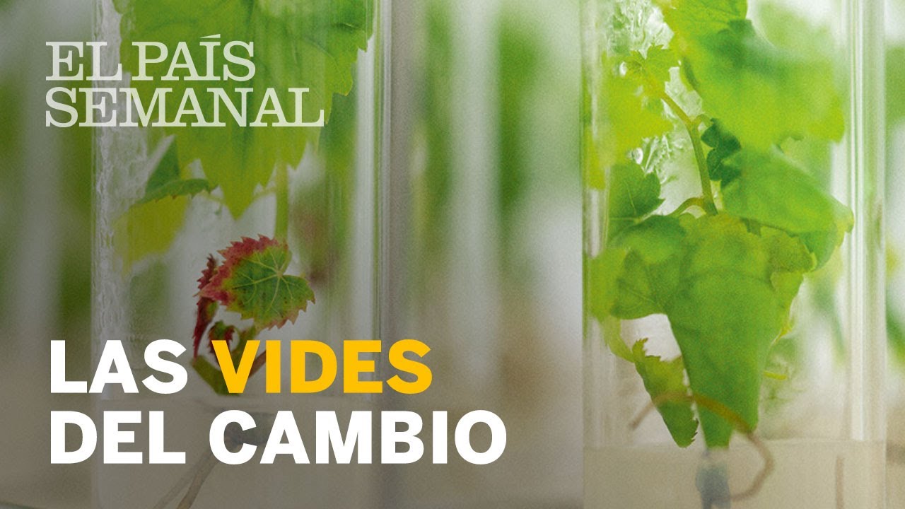 Las vides del cambio | Reportaje | El País Semanal