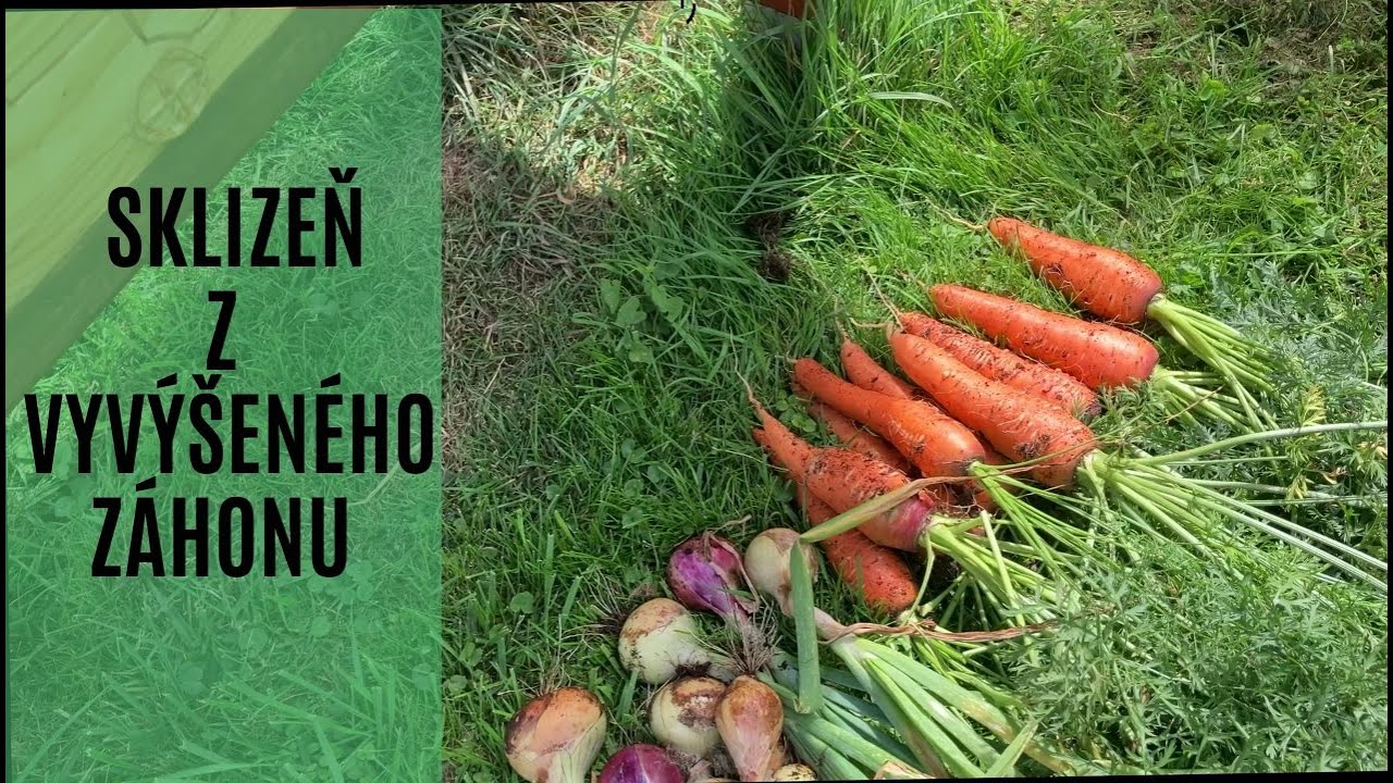 První sklizeň z opravdu vyvýšeného záhonu.