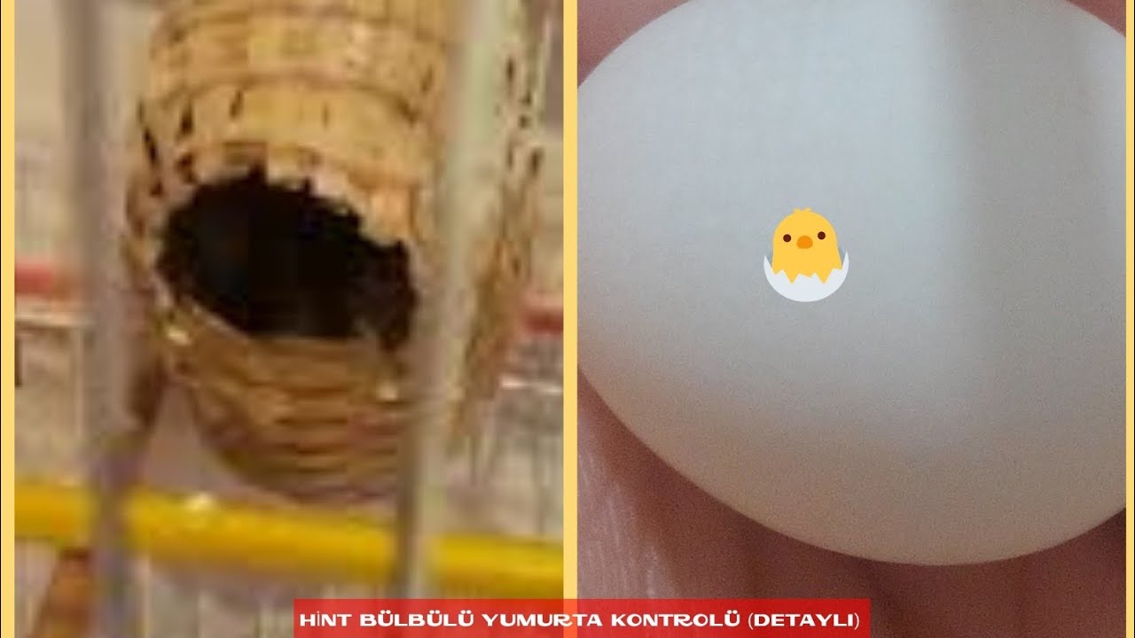 HİNT BÜLBÜLÜ YUMURTA KONTROLÜ NASIL YAPILIR?