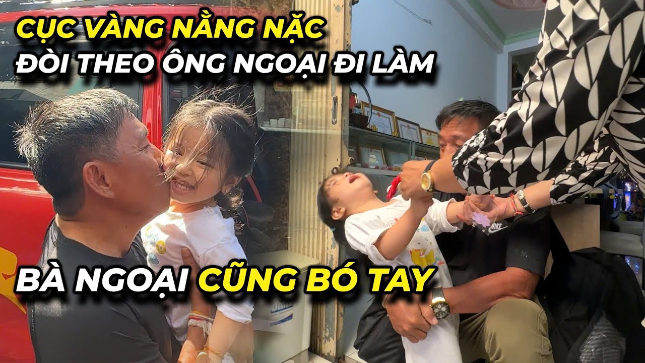 Cục vàng nằng nặc đòi theo ông ngoại đi làm đến bà ngoại cũng phải bó tay
