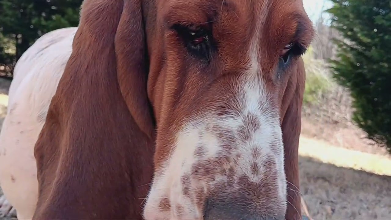 T-REX 🦖OF A DAISY BASSETT HOUND 🐾🦖