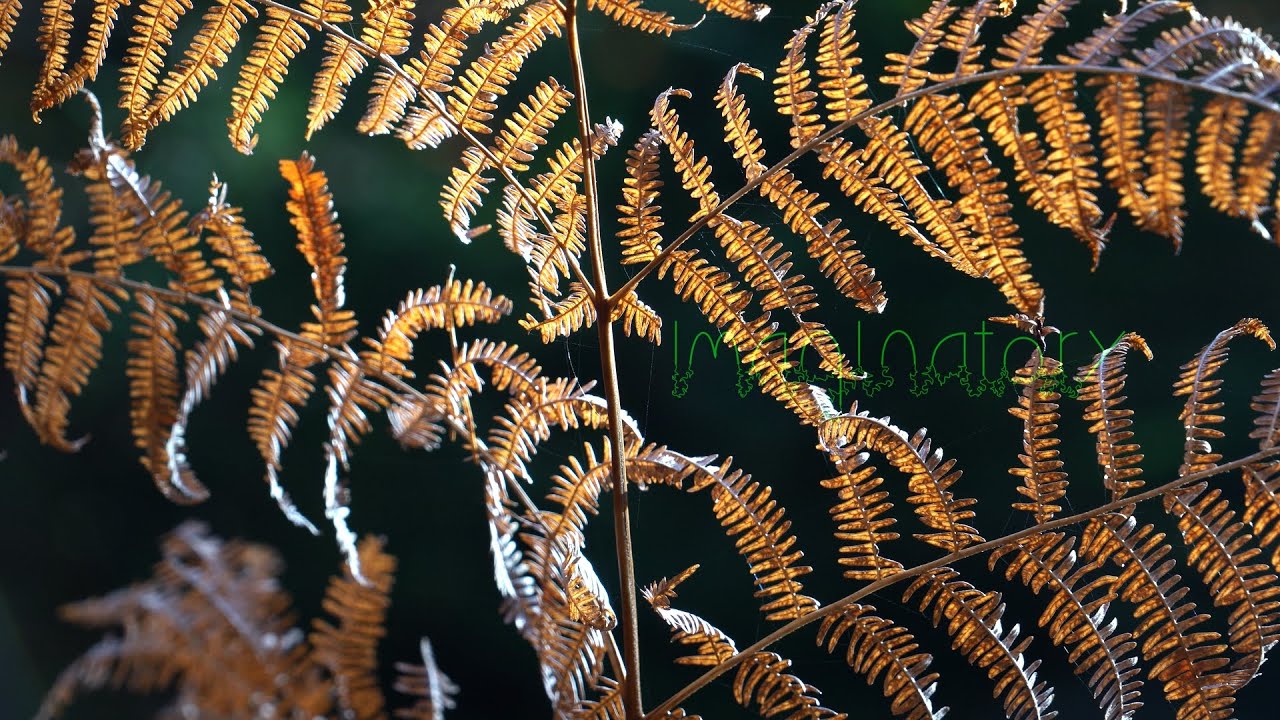 The morning dew. 10 Minute Nature Meditation: Imaginatory