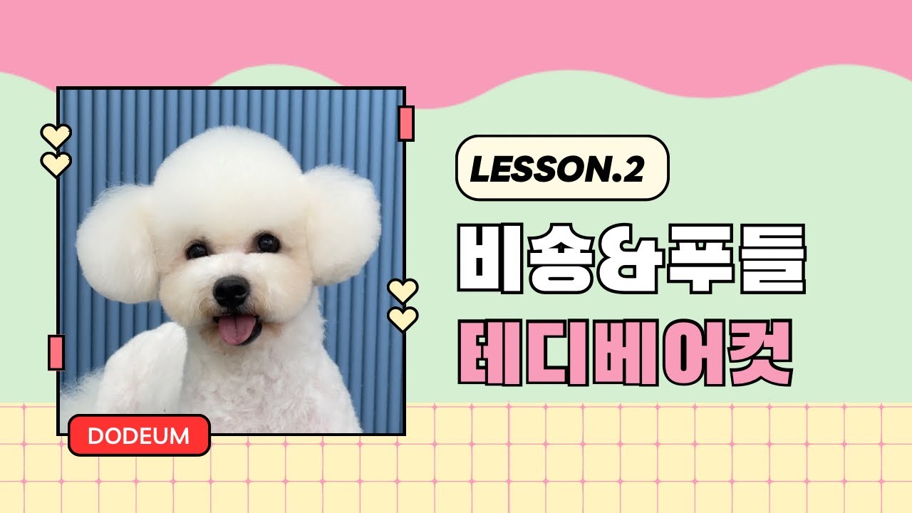 테디베어컷｜푸들, 비숑프리제