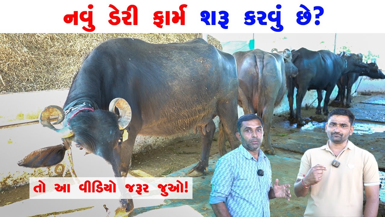 નવું ડેરી ફાર્મ શરૂ કરવું છે? તો આ વીડિયો જરૂર જુઓ!