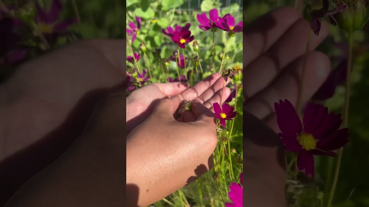 #beginnergardening #gardening #beginnersgardening #gardenplants #garden #gardeningforbeginners