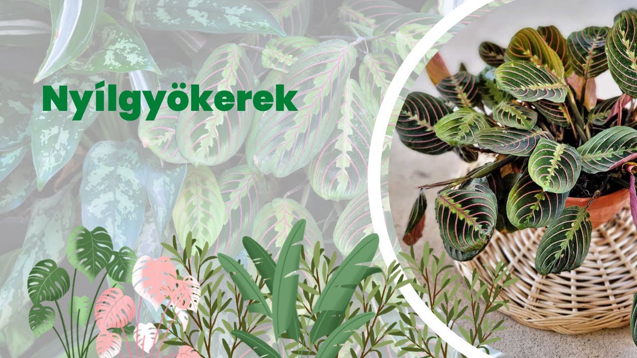 Nyílgyökér, Zebralevél, Maranta gondozása, ápolása, szaporítása | #LetsLeaf