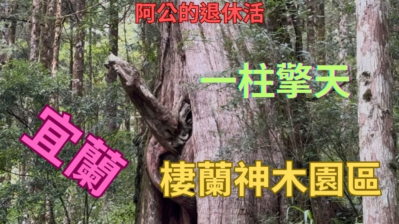 阿公的退休生活。宜蘭棲蘭山神木園區是全台最大的神木群樹齡從五百年到兩千五百年不等。桃園龍潭的道地客家菜大竹擺料理堪稱一絕一定要來嚐嚐。