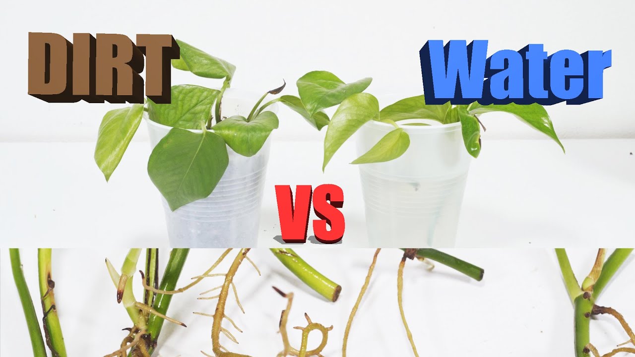 Soil Vs Water Pothos Propagation Experiment ( Controversial Outcome )