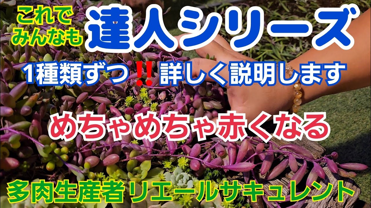 【多肉植物】【達人シリーズ】これでみんなも❕達人シリーズ‼️めちゃめちゃ赤くなるよ～🎵2024年10月13日
