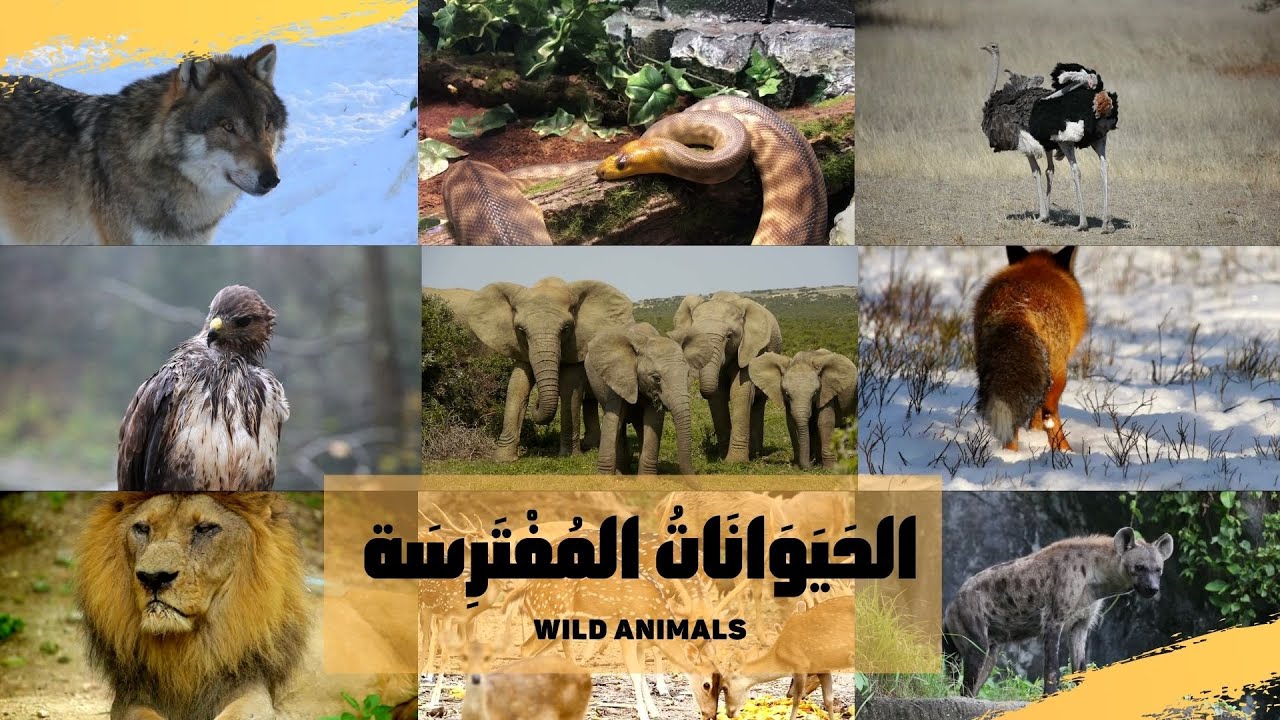 Wild Animals in Arabic for kids, Animal names and sounds in Arabic أصوات الحيوانات بالعربية