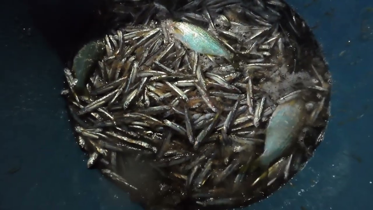 Sipag at tiyaga puyat ang kailangan habang naghihintay na my pumasok sa net 