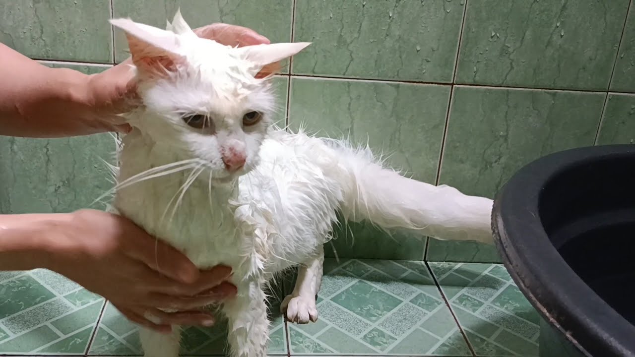 Mom Cat First Baths After Giving Birth And Screams Meow Meow