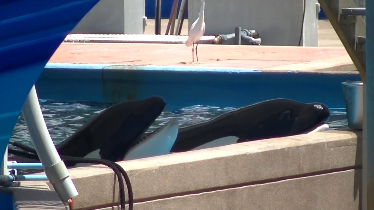 Tilikum & Malia Side by side - August 14, 2016 - SeaWorld Orlando