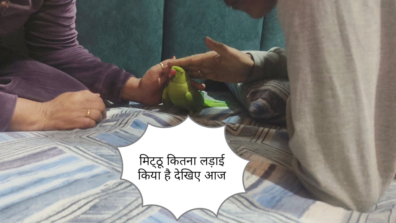 Dekhiye mittu 🦜 kitna lada hai apne papa se 🤣#funny #viral #video #subscribe #agra 🦜🤣