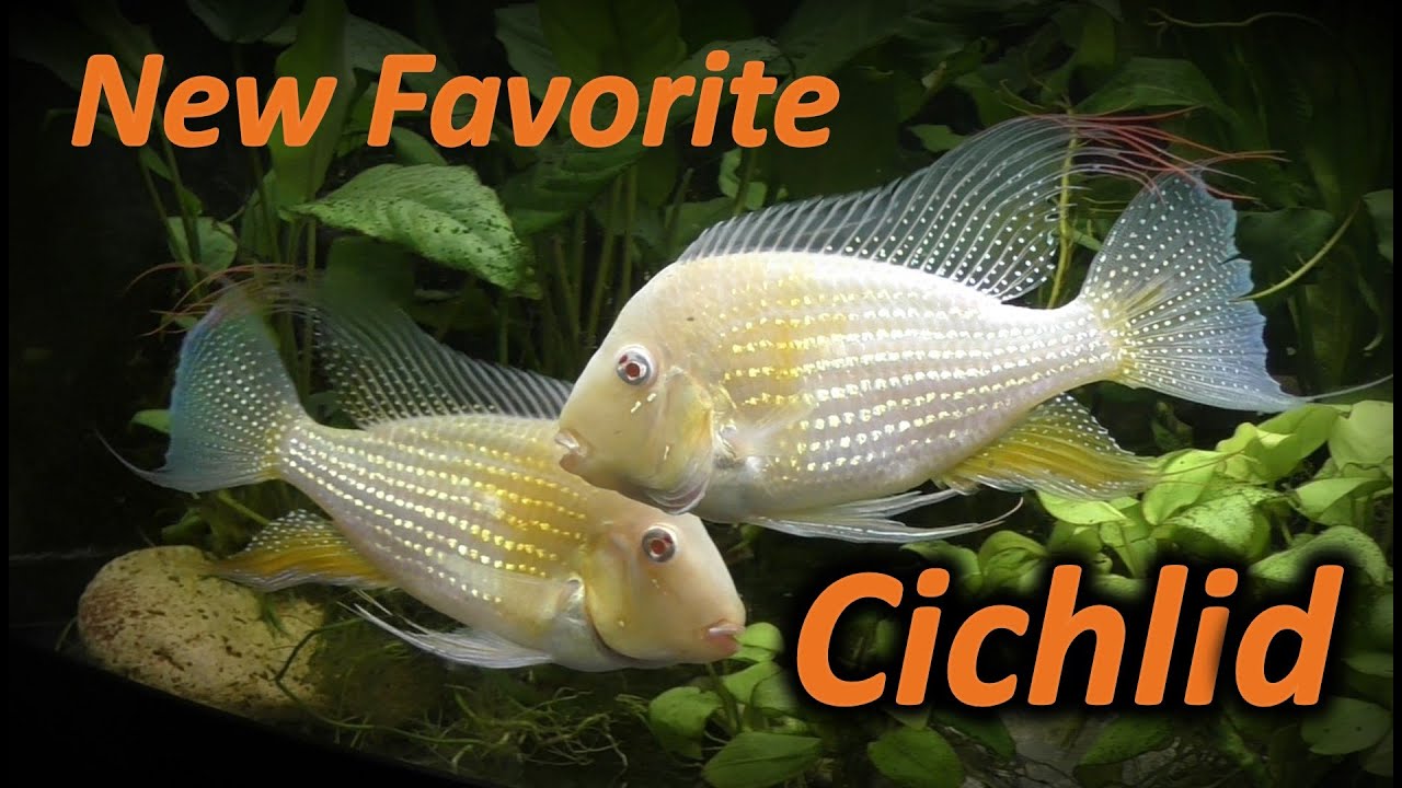 My New Favorite Cichlid -Albino Threadfin Acara