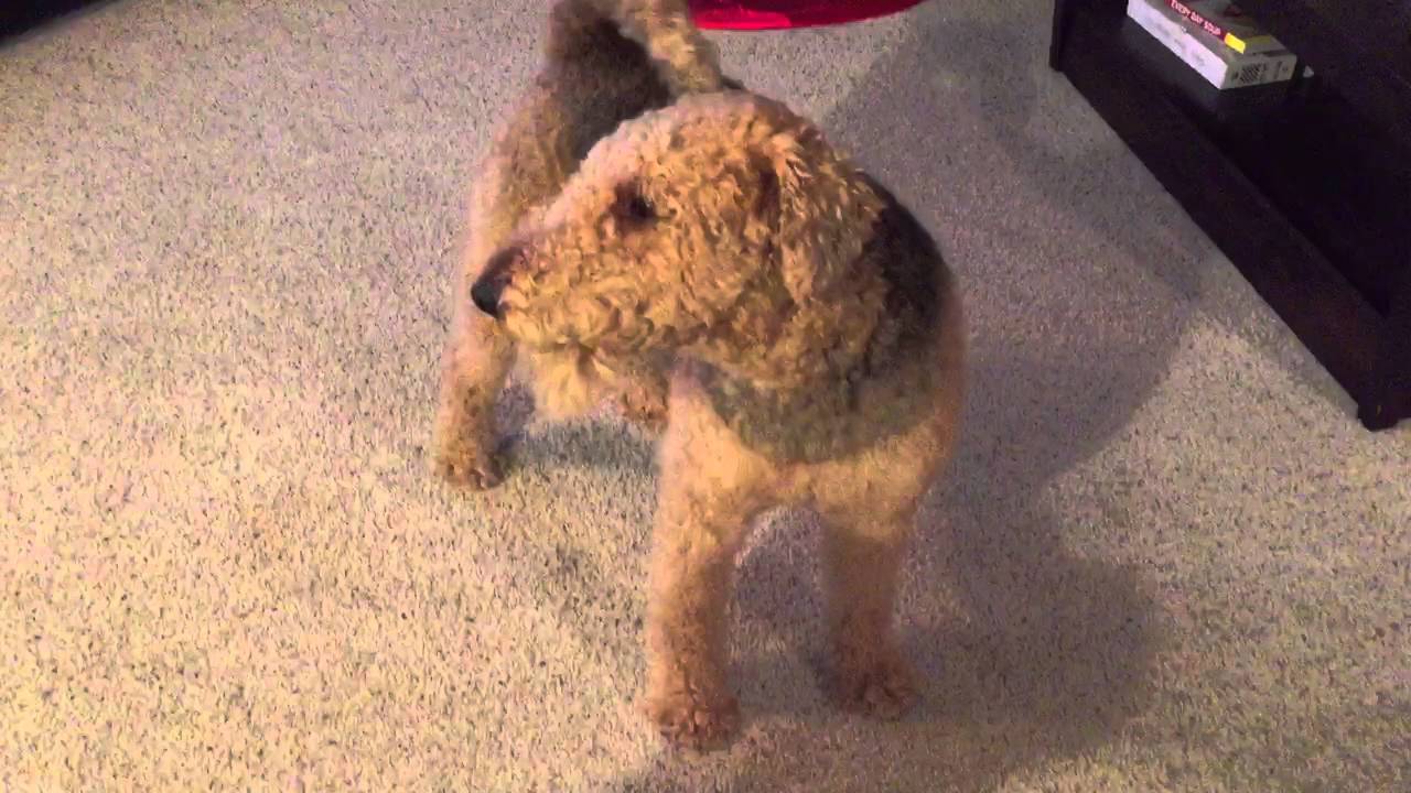 Barking Dog with No Vocal Cords