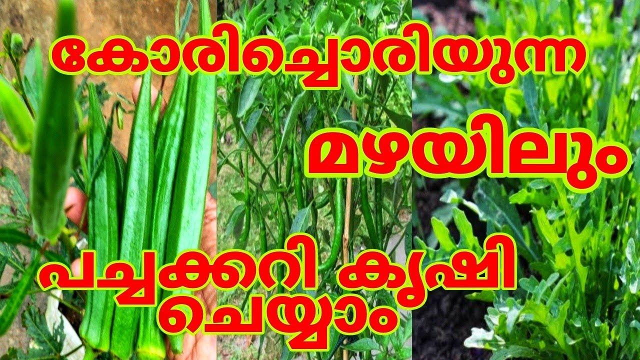 100 മേനി വിളവ് കോരിച്ചൊരിയുന്ന മഴയത്തും കിട്ടും | Home Garden Tips Malanad wibes
