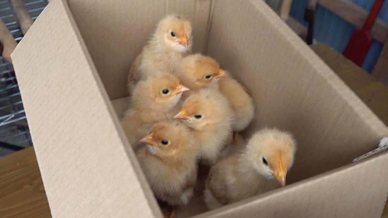 ヒヨコが来た