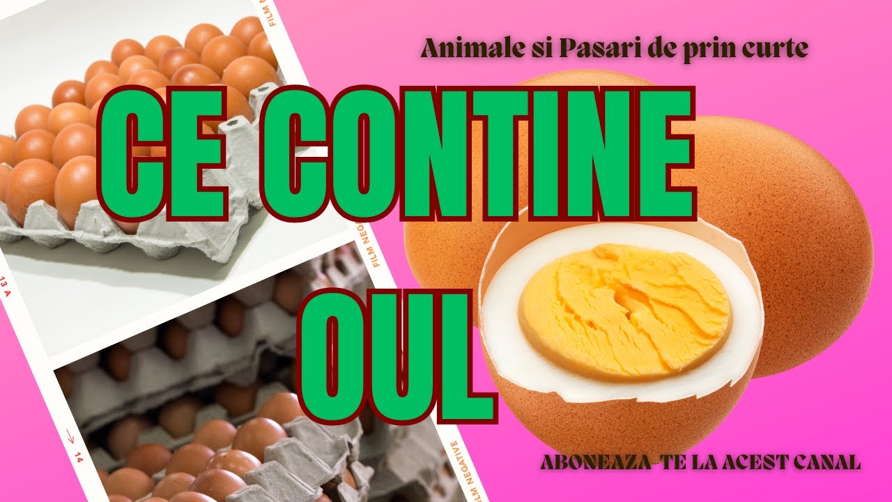 Din ce este facut si ce contine un ou