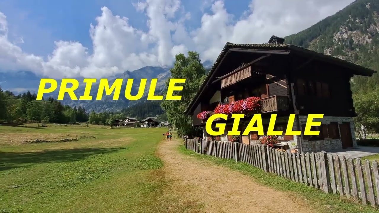 Primule gialle