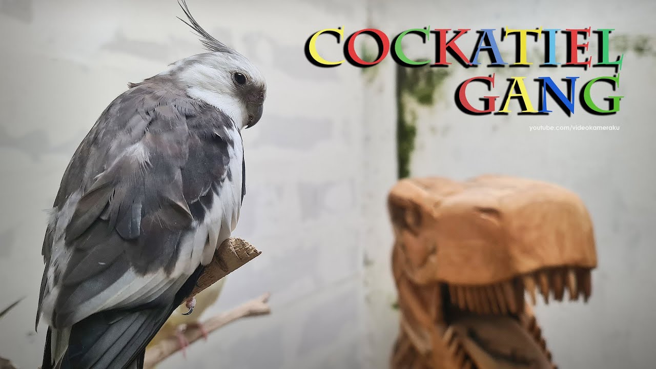 Cockatiel Gang: January 2026, Part 2 - Bifig Sifids Ofor Grafaifins