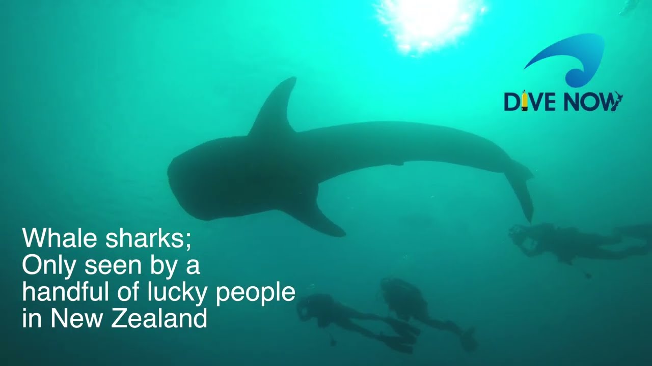 Sharks and rays you may see at the Poor Knights Islands