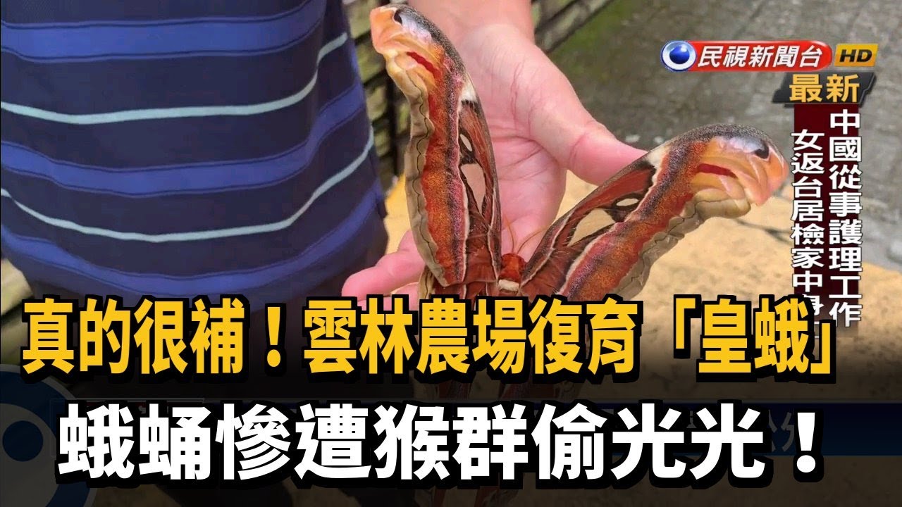 皇蛾復育遇滅門慘案 蛾蛹遭猴群洗劫一空－民視新聞
