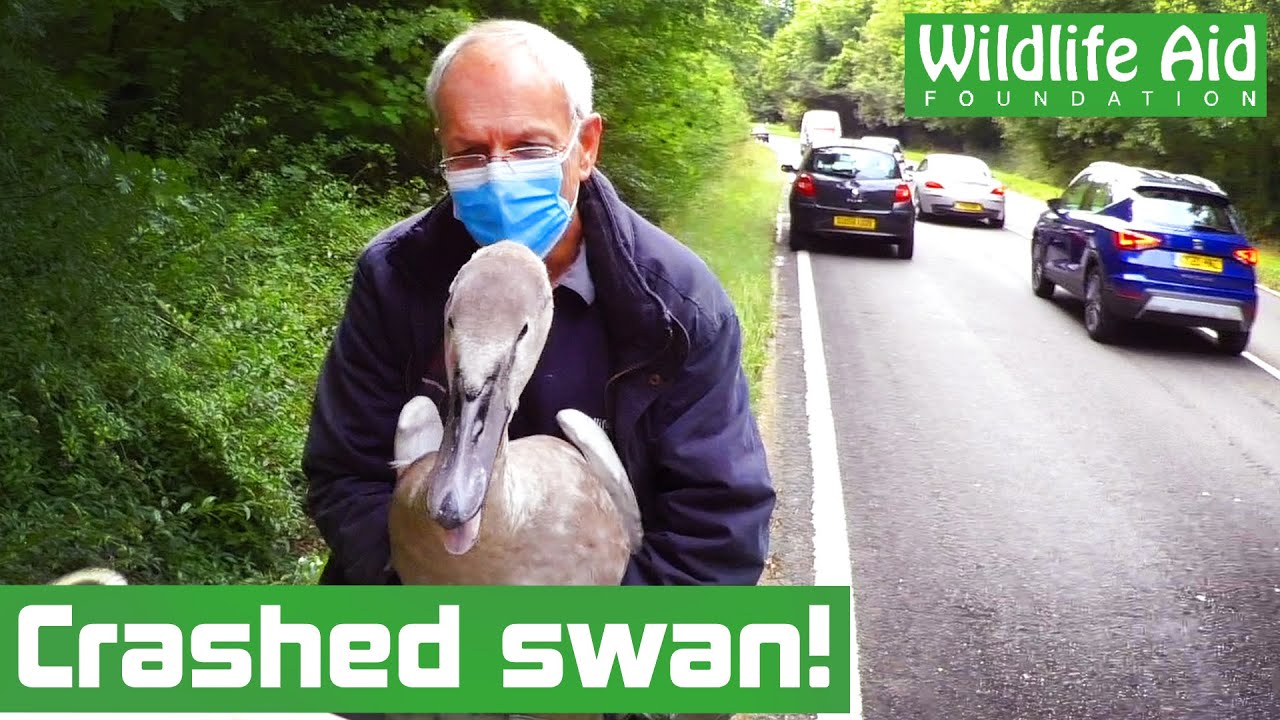 Young SWAN crash-lands in the middle of a busy road!