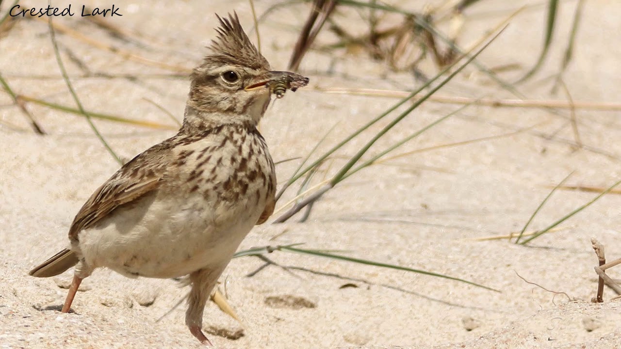 Birding trip to Coto Donana and Sierra ds las Nieves