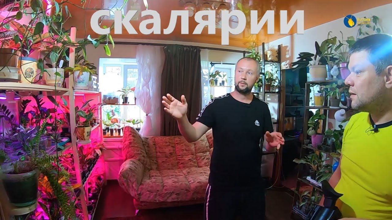 Великолепные скалярии Алексея Каргаполова г. Екатеринбург