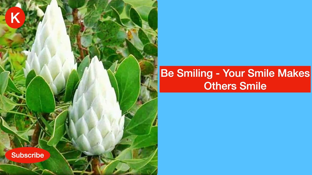 Be Smiling   Your Smile Makes Others Smile