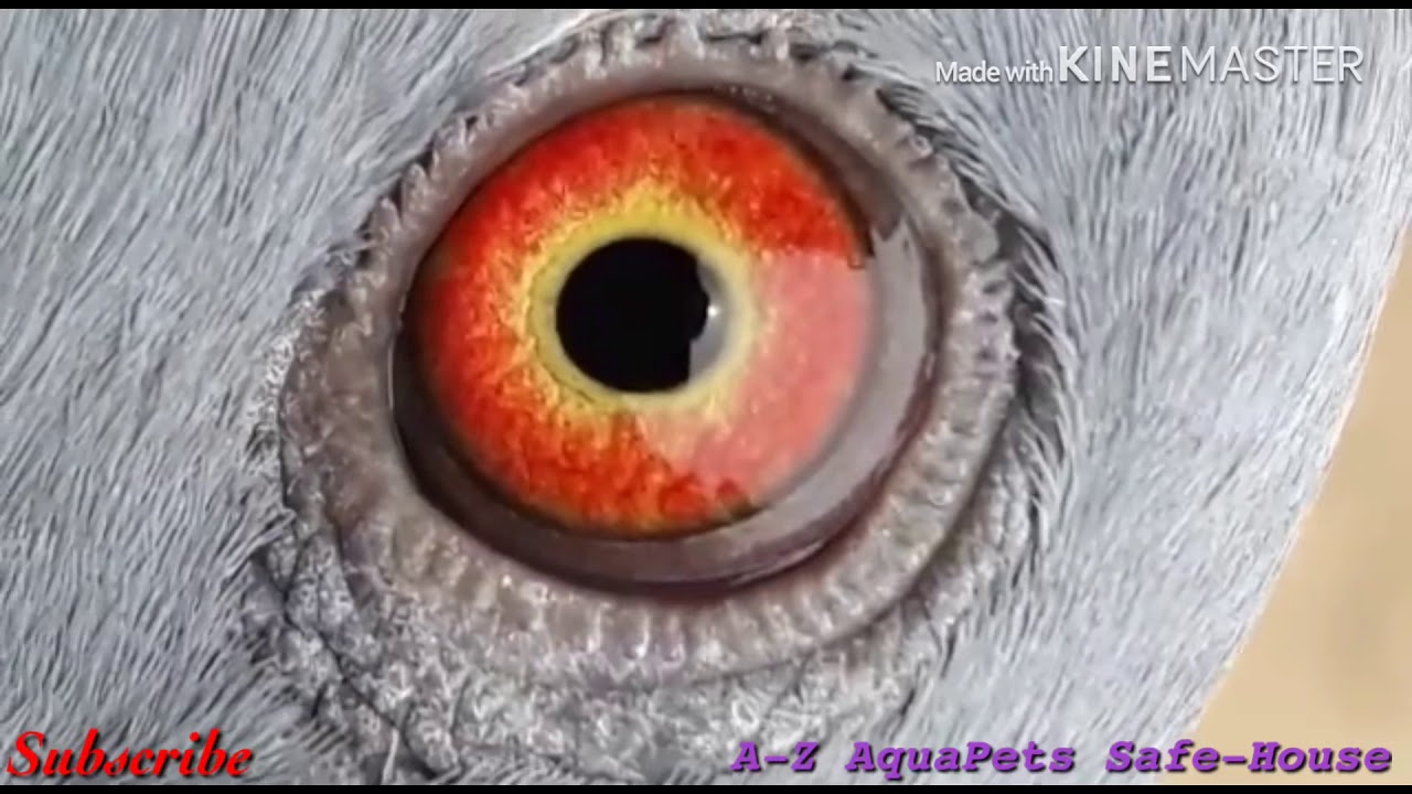 how to find good quality parava or high flyer pigeons in malayalam